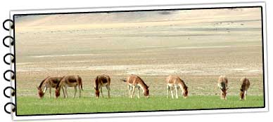 Wildlife in Ladakh